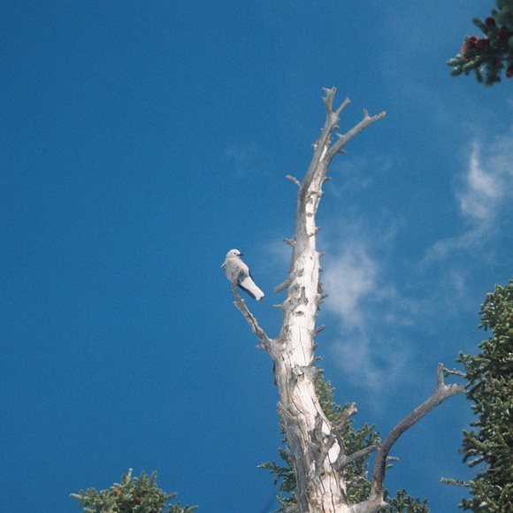 Meet your Posher, Isabelle - Picture 1 of 1